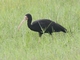 Bare-faced Ibis (Phimosus infuscatus)