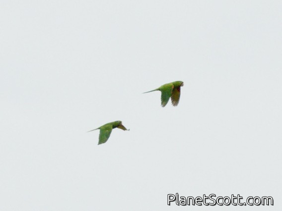 Cobalt-winged Parakeet (Brotogeris cyanoptera)
