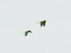 Cobalt-winged Parakeet (Brotogeris cyanoptera)