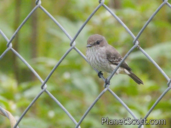Vermilion Flycatcher (Pyrocephalus rubinus)