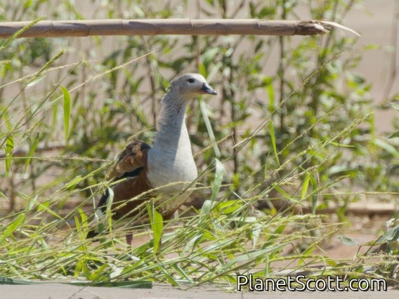 Orinoco Goose (Oressochen jubata)