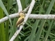 Cream-colored Woodpecker (Celeus flavus)