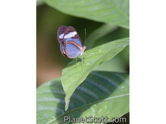 Brush-footed Butterfly (Nymphalidae sp)