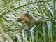 Brown Capuchin (Cebus apella)