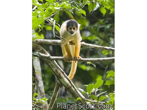 Bolivian Squirrel Monkey (Saimiri boliviensis)