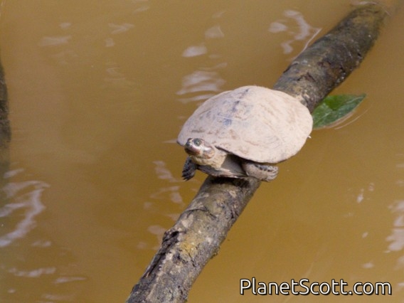 Yellow-headed Sideneck (Podocnemis unifilis)