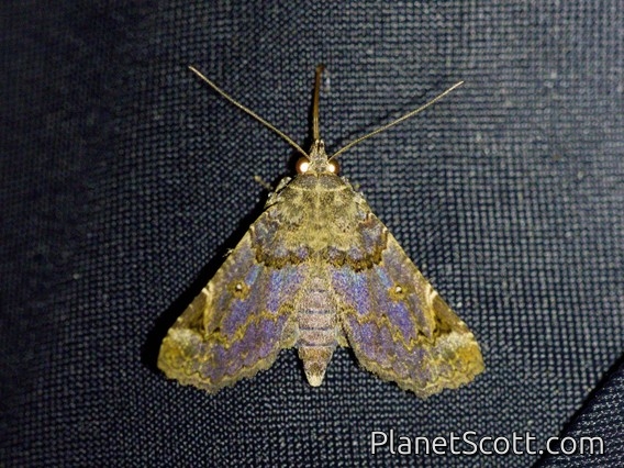 Erebid Moth (Erebidae sp)