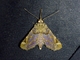 Erebid Moth (Erebidae sp)