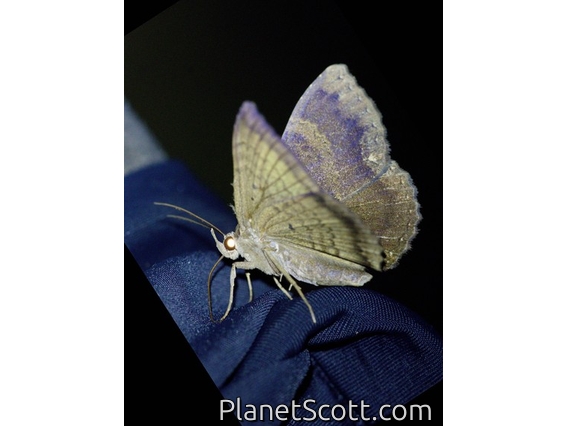 Erebid Moth (Erebidae sp)
