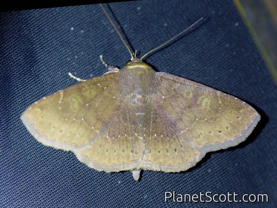 Erebid Moth (Antiblemma sp)