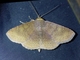 Erebid Moth (Erebidae sp)