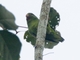 Cobalt-winged Parakeet (Brotogeris cyanoptera)