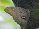 Owl Butterfly (Caligo sp)