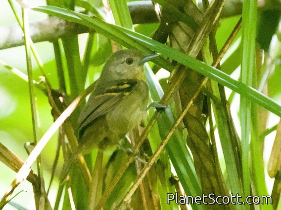 Chestnut-tailed Antbird (Myrmeciza hemimelaena)