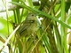 Chestnut-tailed Antbird (Myrmeciza hemimelaena)