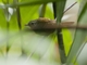 Chestnut-tailed Antbird (Myrmeciza hemimelaena)