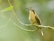 Reddish Hermit (Phaethornis ruber)