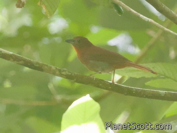 Red-crowned Ant-Tanager (Habia rubica)