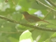 Red-crowned Ant-Tanager (Habia rubica)