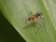 Stilt-legged Fly (Grallipeza sp)