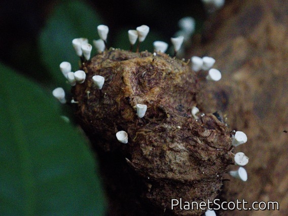 Pod Parachute (Gymnopus montagnei)