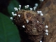 Elf Cup (Cookeina speciosa)
