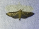 Pearl Moth (Crambidae sp)