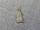 Crambid Snout Moth (Crambidae sp)