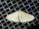 Geometer Moth (Geometridae sp)