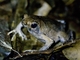 Freiberg's Foam-Frog (Engystomops freibergi)