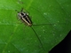 Cockroach (Blattellidae sp)