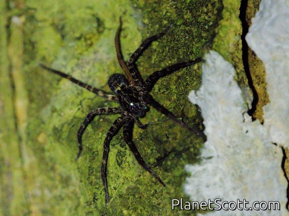 Wandering Spider (Ctenidae sp)