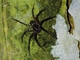 Wandering Spider (Ctenidae sp)