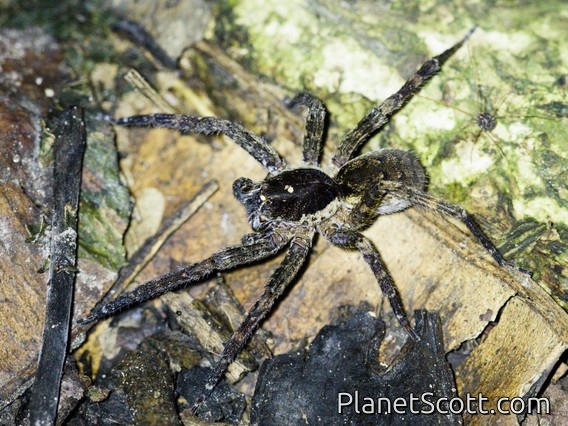 Wandering Spider (Ctenidae sp)