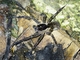 Wandering Spider (Ctenidae sp)