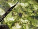 Long-legged Velvet Mite (Erythraeidae sp)