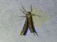 Tufted Moth (Nolidae sp)