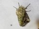 Cutworm Moth (Noctuidae sp)