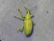 Broad-nosed Weevil (Phaops sp)