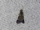 Caddisfly (Trichoptera sp)