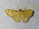 Wave Moth (Hemipterodes sp)