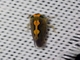Leafhopper (Cicadellidae sp)