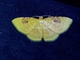 Carpet Moth (Eois sp)