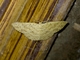 Geometer Moth (Geometridae sp)