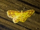 Carpet Moth (Eois russearia)