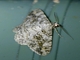 Geometer Moth (Geometridae sp)