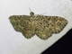Geometer Moth (Geometridae sp)