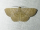 Geometer Moth (Parilexia proditata)