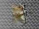 Lantern Fly (Calyptoproctus sp)