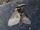 Flannel Moth (Megalopyge sp)